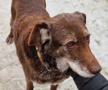 BENKO, Hund, Labrador-Deutsch Drahthaar-Mix in Gefrees - Bild 3