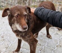 BENKO, Hund, Labrador-Deutsch Drahthaar-Mix in Gefrees - Bild 5