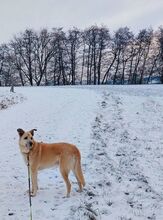 VALI, Hund, Mischlingshund in Gelnhausen