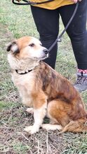 MAREN, Hund, Mischlingshund in Ungarn