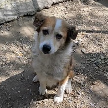 MAREN, Hund, Mischlingshund in Ungarn - Bild 16