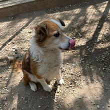 MAREN, Hund, Mischlingshund in Ungarn - Bild 17