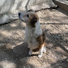 MAREN, Hund, Mischlingshund in Ungarn - Bild 18