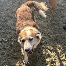 MAREN, Hund, Mischlingshund in Ungarn - Bild 2