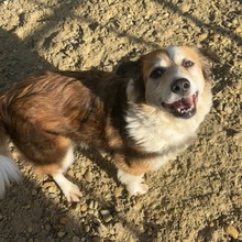 MAREN, Hund, Mischlingshund in Ungarn - Bild 3