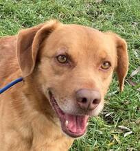 ROSSO, Hund, Labrador-Magyar Vizsla-Mix in Ungarn - Bild 1