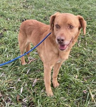 ROSSO, Hund, Labrador-Magyar Vizsla-Mix in Ungarn - Bild 2