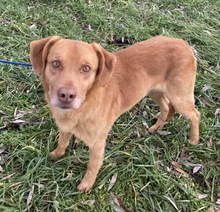 ROSSO, Hund, Labrador-Magyar Vizsla-Mix in Ungarn - Bild 3