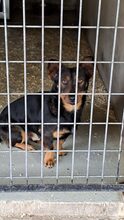 BALDUR, Hund, Mischlingshund in Ungarn