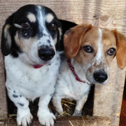 BURKUS, Hund, Mischlingshund in Slowakische Republik - Bild 2