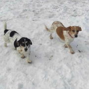 BURKUS, Hund, Mischlingshund in Slowakische Republik - Bild 5