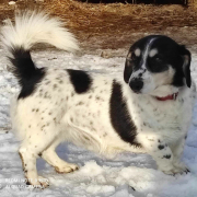 BURKUS, Hund, Mischlingshund in Bergneustadt - Bild 1