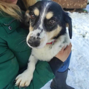 BURKUS, Hund, Mischlingshund in Bergneustadt - Bild 3