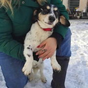 BURKUS, Hund, Mischlingshund in Bergneustadt - Bild 4