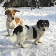 BURKUS, Hund, Mischlingshund in Bergneustadt - Bild 6