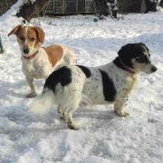BURKUS, Hund, Mischlingshund in Bergneustadt - Bild 7