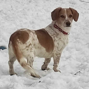 CSÖPI, Hund, Mischlingshund in Slowakische Republik - Bild 1