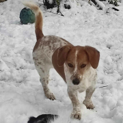 CSÖPI, Hund, Mischlingshund in Slowakische Republik - Bild 2