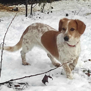 CSÖPI, Hund, Mischlingshund in Slowakische Republik - Bild 3