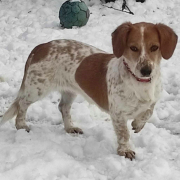 CSÖPI, Hund, Mischlingshund in Slowakische Republik - Bild 4