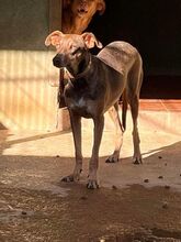ELEANOR, Hund, Mischlingshund in Spanien