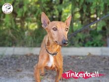 TINKERBELL, Hund, Podenco in Spanien