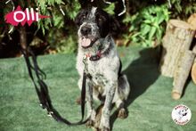 OLLI, Hund, Mischlingshund in Spanien