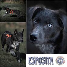 ESPOSITA, Hund, Mischlingshund in Ziegenhain