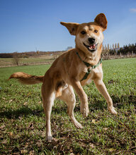 ROKA, Hund, Mischlingshund in Ungarn - Bild 1