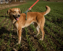 ROKA, Hund, Mischlingshund in Ungarn - Bild 2