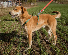 ROKA, Hund, Mischlingshund in Ungarn - Bild 3