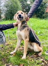 RUMBA, Hund, Deutscher Schäferhund-Mix in Italien - Bild 2