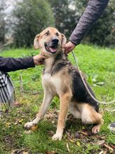 RUMBA, Hund, Deutscher Schäferhund-Mix in Italien - Bild 4