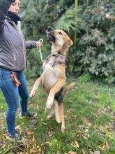 RUMBA, Hund, Deutscher Schäferhund-Mix in Italien - Bild 5