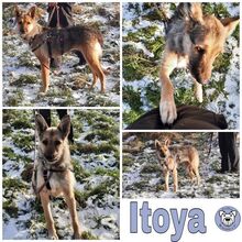 ITOYA, Hund, Mischlingshund in Reichelsheim - Bild 2