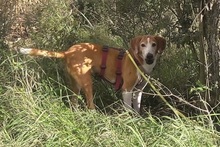 MARGHERITA, Hund, Posavac Hound-Mix in Faßberg - Bild 12