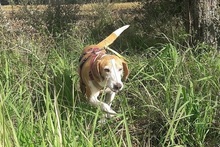 MARGHERITA, Hund, Posavac Hound-Mix in Faßberg - Bild 13