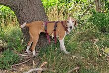 MARGHERITA, Hund, Posavac Hound-Mix in Faßberg - Bild 3