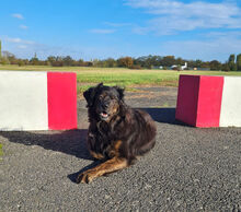 GABO, Hund, Mischlingshund in Berlin - Bild 10