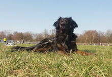 GABO, Hund, Mischlingshund in Berlin - Bild 8