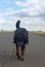 GABO, Hund, Mischlingshund in Prenzlau - Bild 5