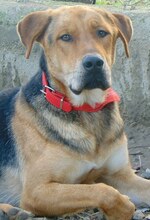 DIEGO, Hund, Mischlingshund in Griechenland