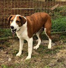 BELLAMARIE, Hund, Mischlingshund in Griechenland - Bild 2