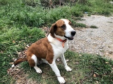 BELLAMARIE, Hund, Mischlingshund in Wiesendangen - Bild 12
