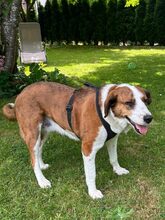 BELLAMARIE, Hund, Mischlingshund in Wiesendangen - Bild 13
