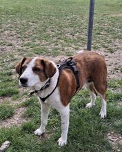 BELLAMARIE, Hund, Mischlingshund in Wiesendangen - Bild 14