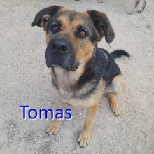 TOMAS, Hund, Mischlingshund in Bosnien und Herzegowina - Bild 1