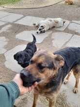 TOMAS, Hund, Mischlingshund in Bosnien und Herzegowina - Bild 3