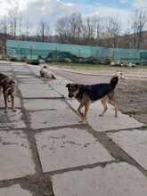 TOMAS, Hund, Mischlingshund in Bosnien und Herzegowina - Bild 5