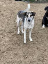 COCO, Hund, Mischlingshund in Rumänien - Bild 16